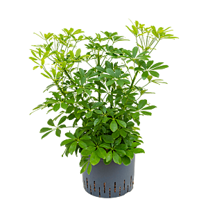 Schefflera arboricola 'Compacta'