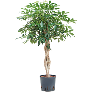 Schefflera arboricola 'Compacta'