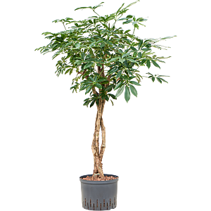 Schefflera arboricola 'Compacta'