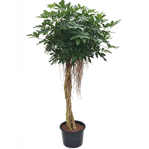Schefflera arboricola 'Compacta'