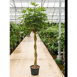 Schefflera arboricola 'Compacta'