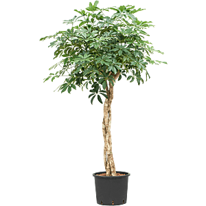 Schefflera arboricola 'Compacta'