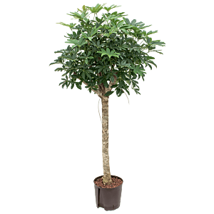 Schefflera arboricola 'Compacta'