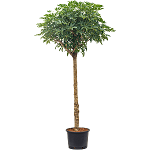 Schefflera arboricola 'Compacta'