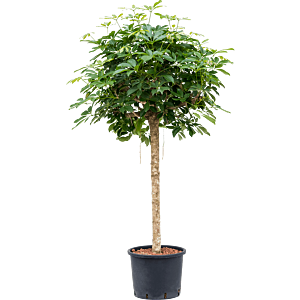 Schefflera arboricola 'Compacta'