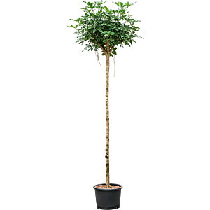 Schefflera arboricola 'Compacta'