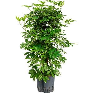 Schefflera arboricola 'Compacta'