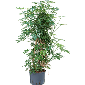 Schefflera arboricola 'Compacta'