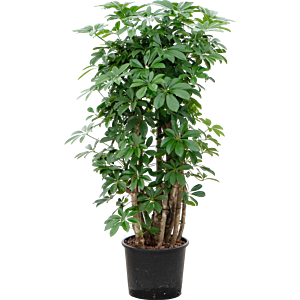 Schefflera arboricola 'Compacta'