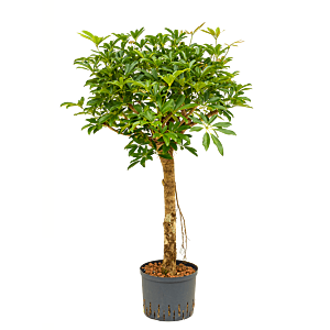 Schefflera arboricola 'Compacta'