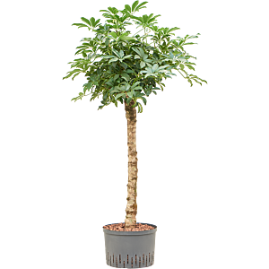 Schefflera arboricola 'Compacta'