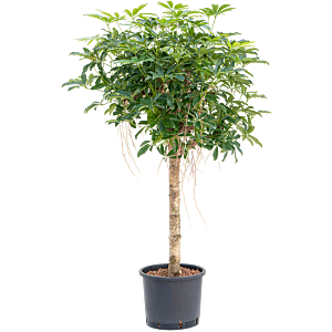 Schefflera arboricola 'Compacta'