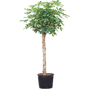 Schefflera arboricola 'Compacta'