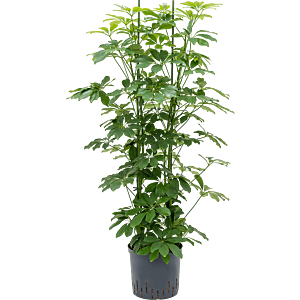 Schefflera arboricola 'Compacta'