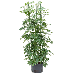 Schefflera arboricola ‘Compacta’