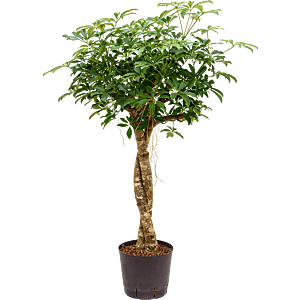 Schefflera arboricola 'Compacta'