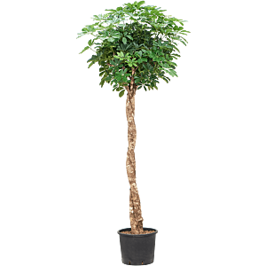 Schefflera arboricola 'Compacta'
