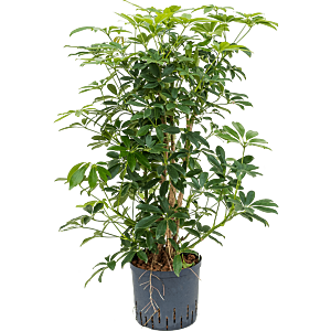 Schefflera arboricola 'Compacta'