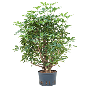 Schefflera arboricola 'Compacta'