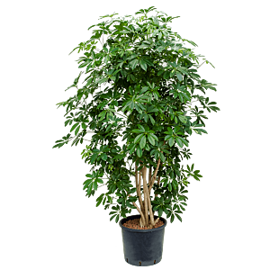 Schefflera arboricola 'Compacta'