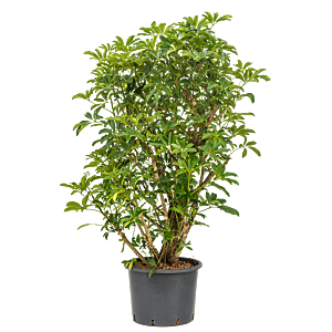Schefflera arboricola 'Compacta'