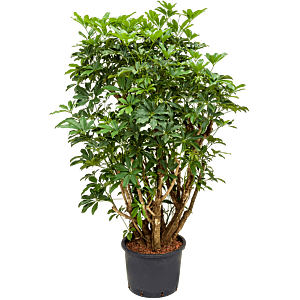Schefflera arboricola 'Compacta'
