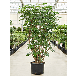 Schefflera arboricola 'Compacta'
