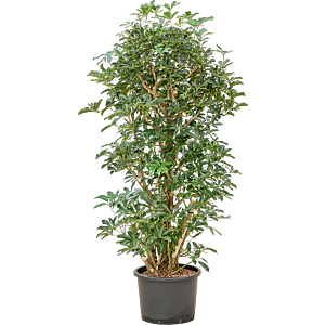 Schefflera arboricola 'Compacta'