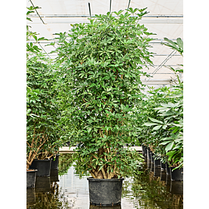 Schefflera arboricola 'Compacta'