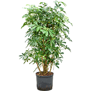 Schefflera arboricola 'Compacta'