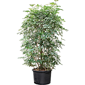 Schefflera arboricola 'Compacta'