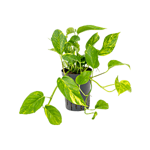 Scindapsus (Epipremnum) 'Aureum'