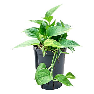 Scindapsus (Epipremnum) 'Aureum'