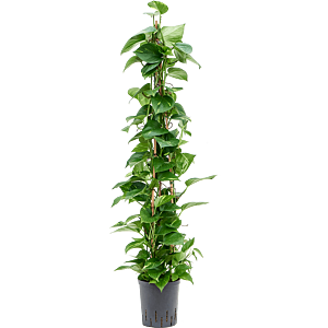 Scindapsus (Epipremnum) 'Aureum'