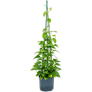 Scindapsus (Epipremnum) 'Aureum'