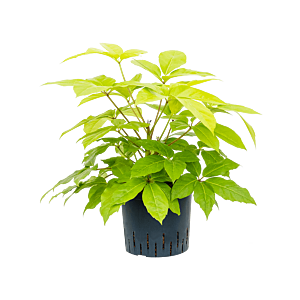 Schefflera actinophylla 'Golden Amate'