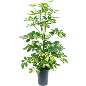 Schefflera arboricola 'Gold Capella'