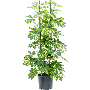 Schefflera arboricola 'Gold Capella'