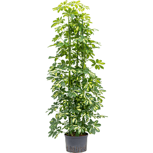 Schefflera arboricola 'Gold Capella'