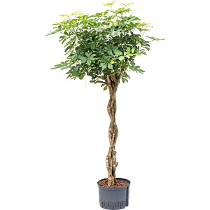 Schefflera arboricola 'Gold Capella'