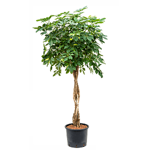 Schefflera arboricola 'Gold Capella'
