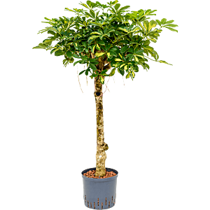 Schefflera arboricola 'Gold Capella'