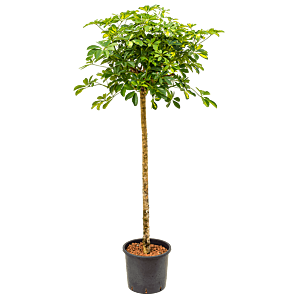 Schefflera arboricola 'Gold Capella'