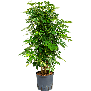 Schefflera arboricola 'Gold Capella'