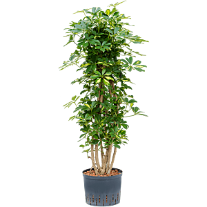 Schefflera arboricola 'Gold Capella'