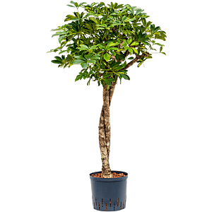 Schefflera arboricola 'Gold Capella'