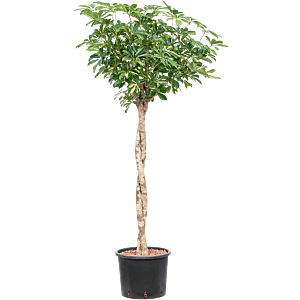 Schefflera arboricola 'Gold Capella'