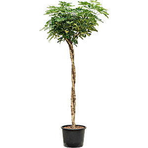 Schefflera arboricola 'Gold Capella'