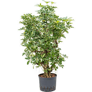 Schefflera arboricola 'Gold Capella'