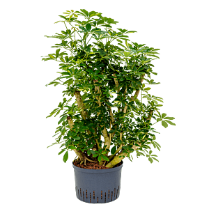 Schefflera arboricola 'Gold Capella'